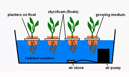 How to Build a Deep Water Culture Hydroponic SystemDIY Guides